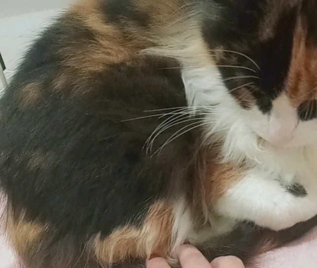 NinaがアップロードしたGIF
