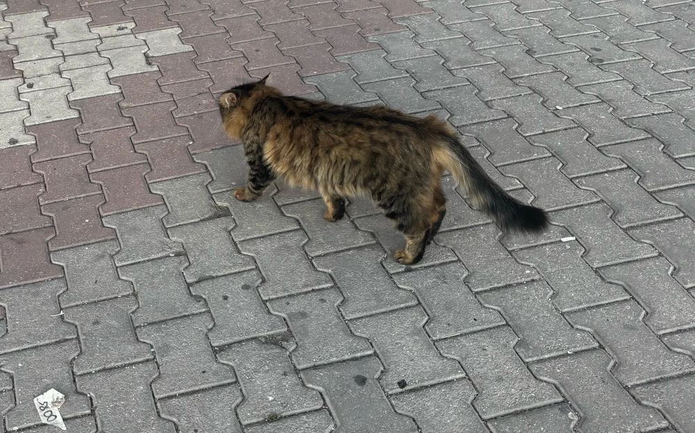 GIF na in-upload ni Özgür