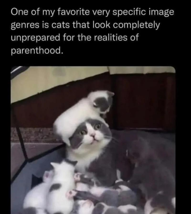 GIF na in-upload ni Benjiggity