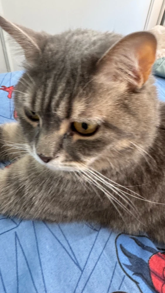 Faruk上传的GIF
