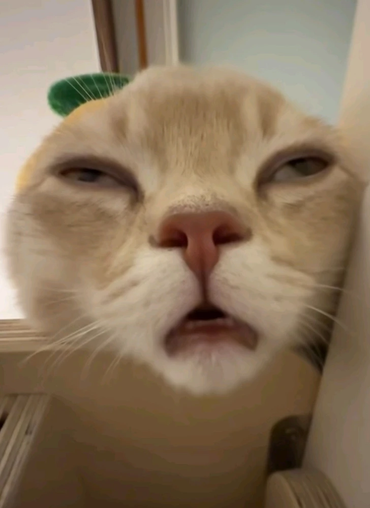 GIF uploaded by Phoebe