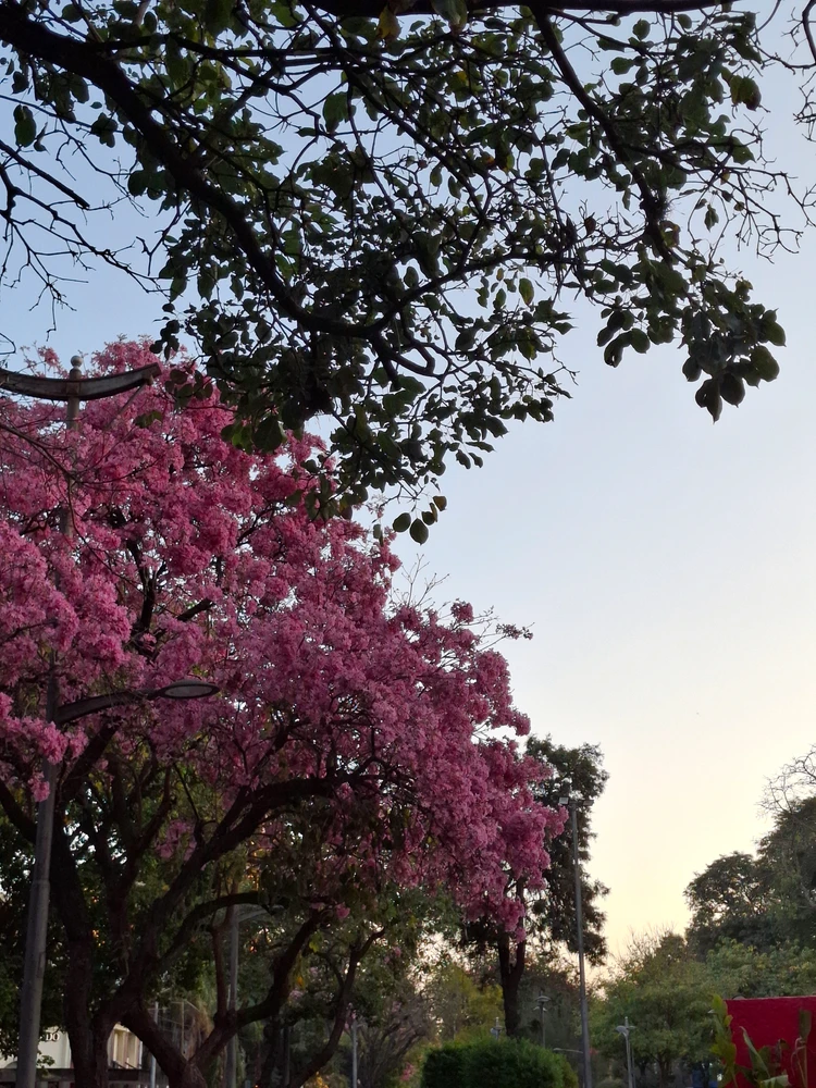 I-upload ni Narela ang larawan