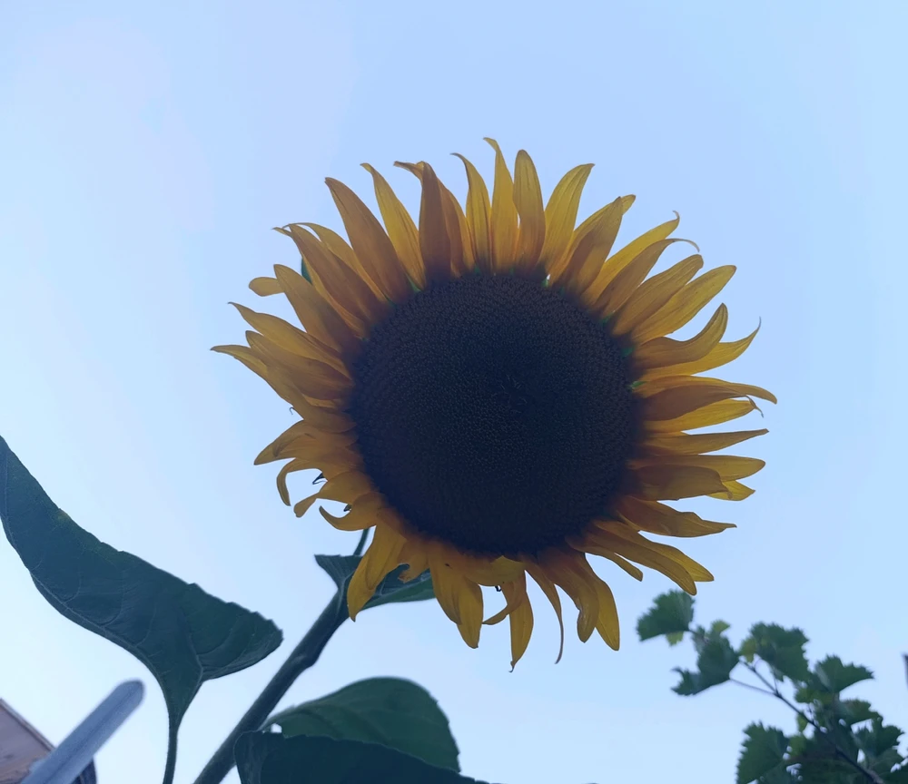 GIF na in-upload ni K
