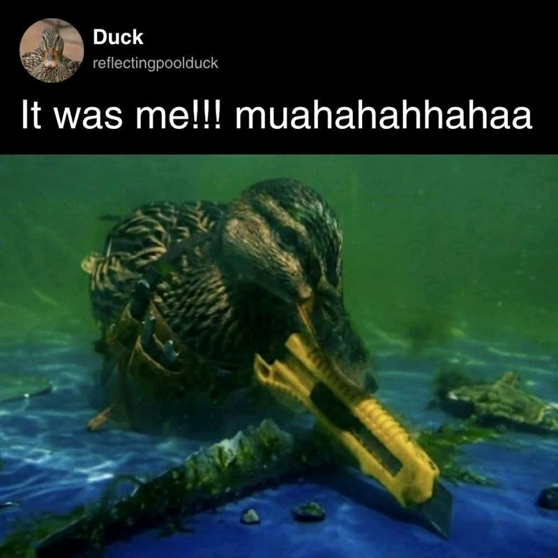 GIF napetrak'i Benjiggity