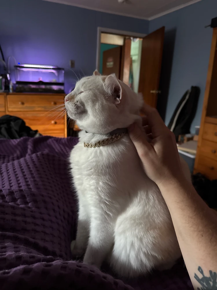 GIF ajouté par Joshua