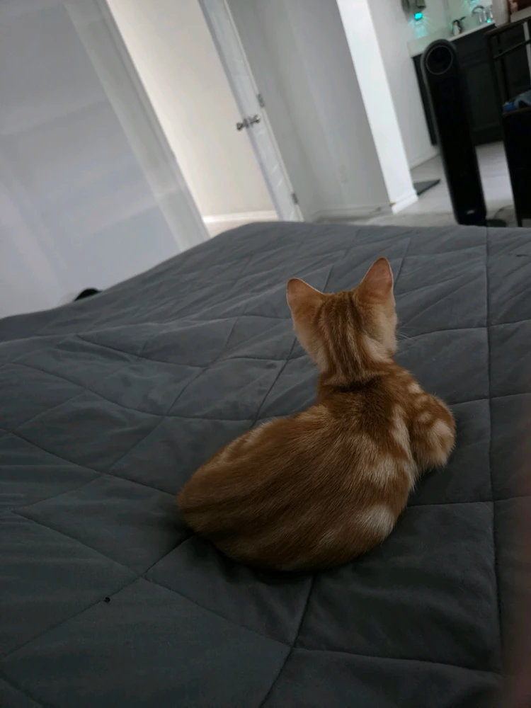 GIF augšupielādēja Jacob