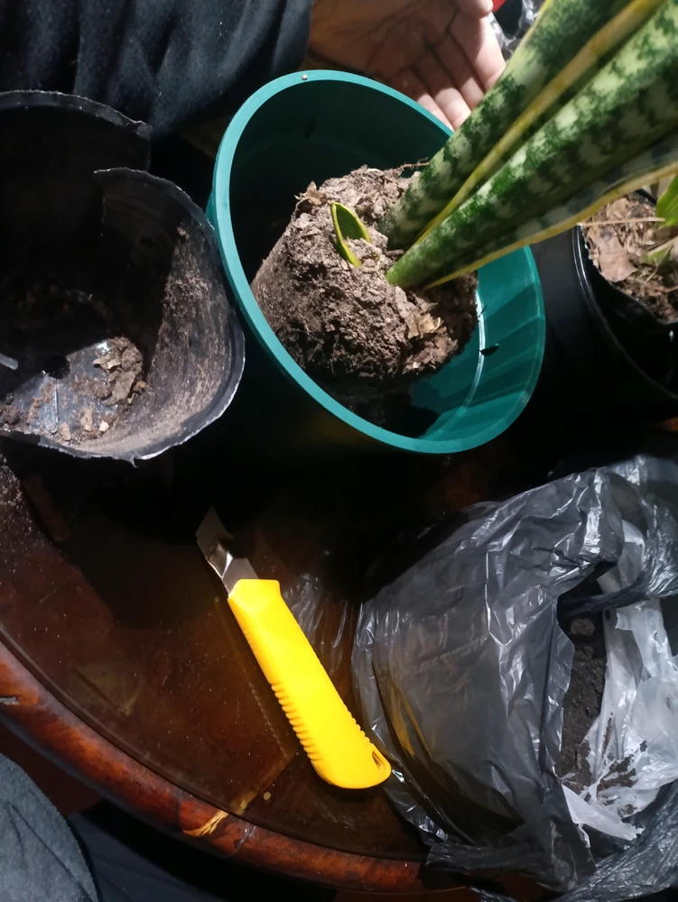 Image uploaded by Brian