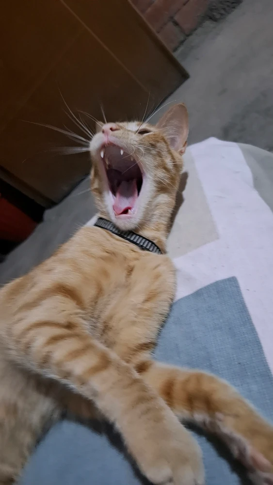 Jose tarafından yüklenen GIF