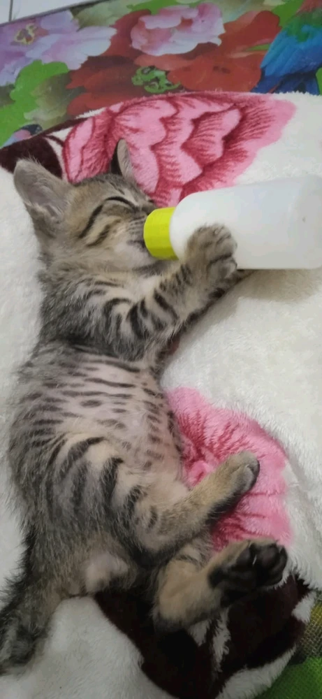 Lia Yuniar tarafından yüklenen GIF