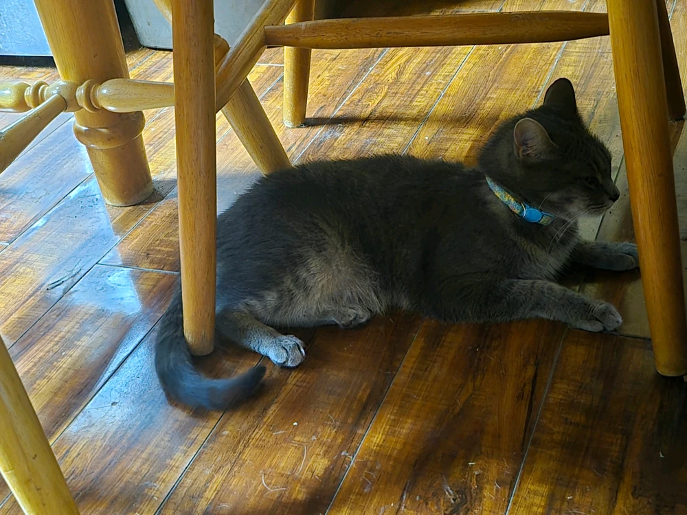 GIF na in-upload ni Kitty