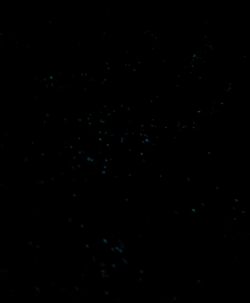 GIF tso los ntawm Mukaddes