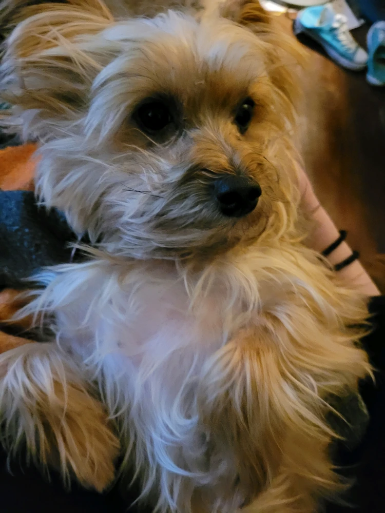 GIF жүктеген Sam
