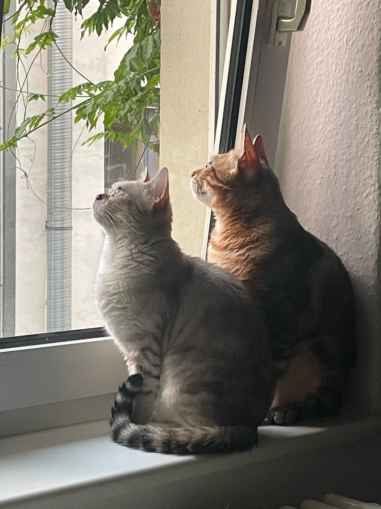 GIF hochgeladen von Momo
