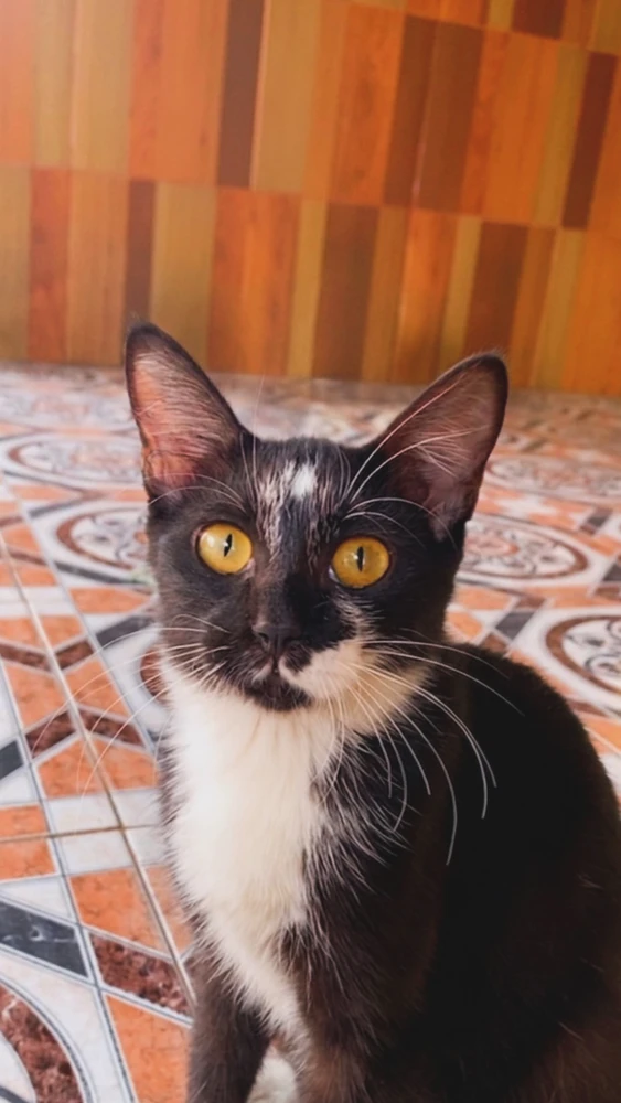 GIF dimuat naik oleh Widya