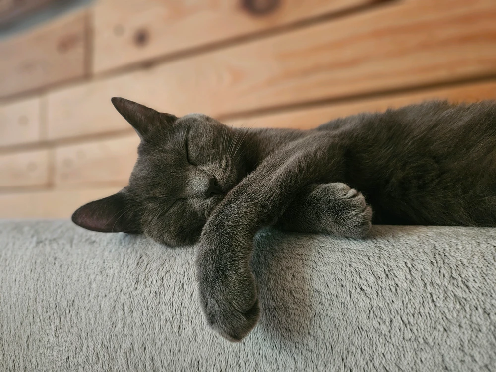 GIF dimuat naik oleh Kittzy