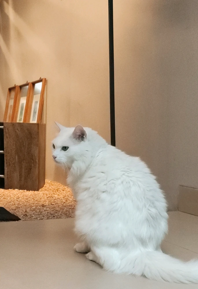 GIF uploadet af ꨄ𝐃ꨄ