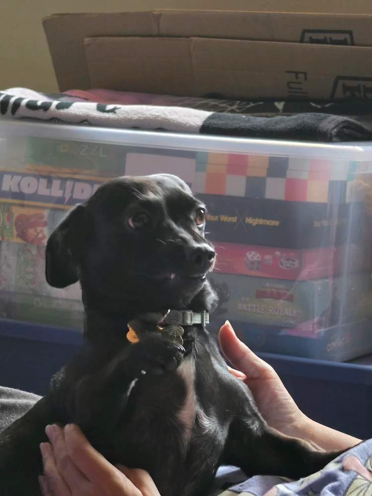 Violet által feltöltött GIF