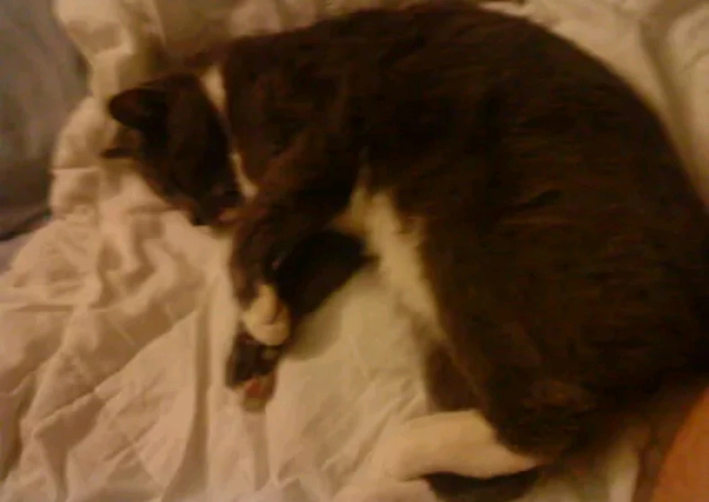 GIF imtella' minn Charles