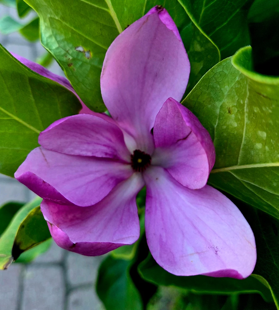 I-upload ni Paweł ang larawan