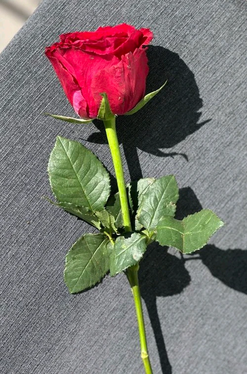 GIF įkėlė 𝑨𝒏𝒆𝒆𝒍..
