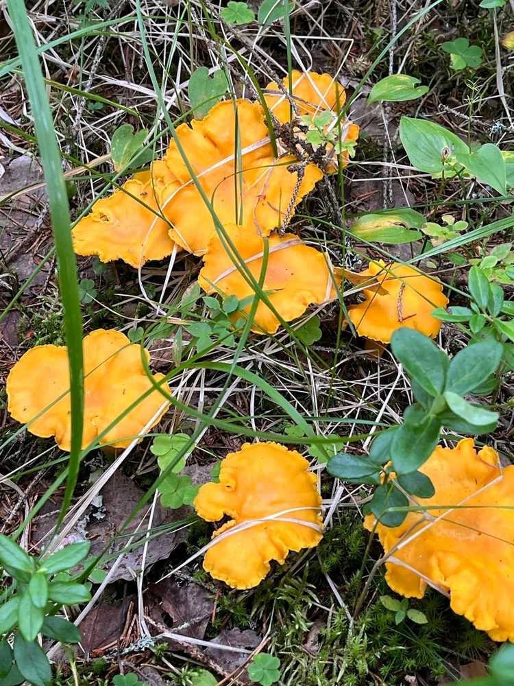Chanterelle
