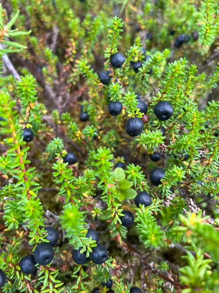 Crowberry