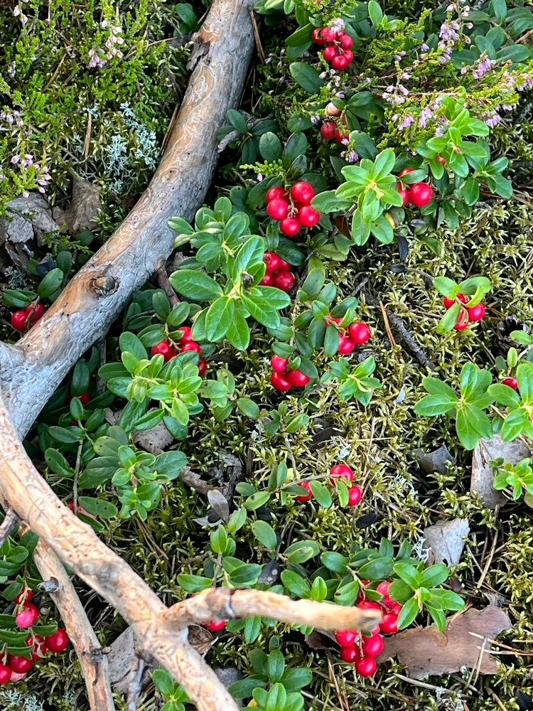 Lingonberries
