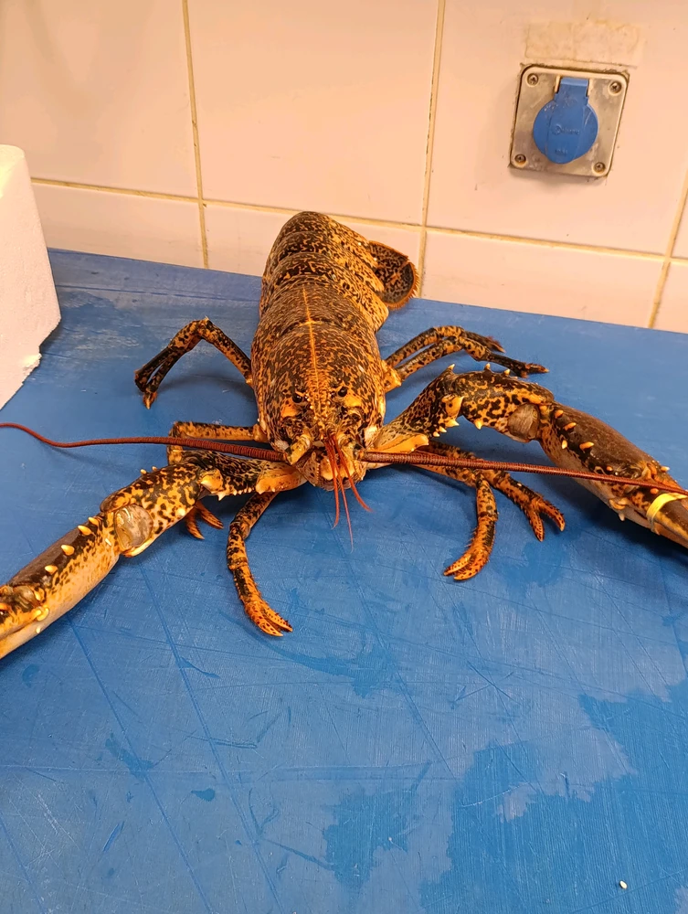 Efe 上傳的 GIF
