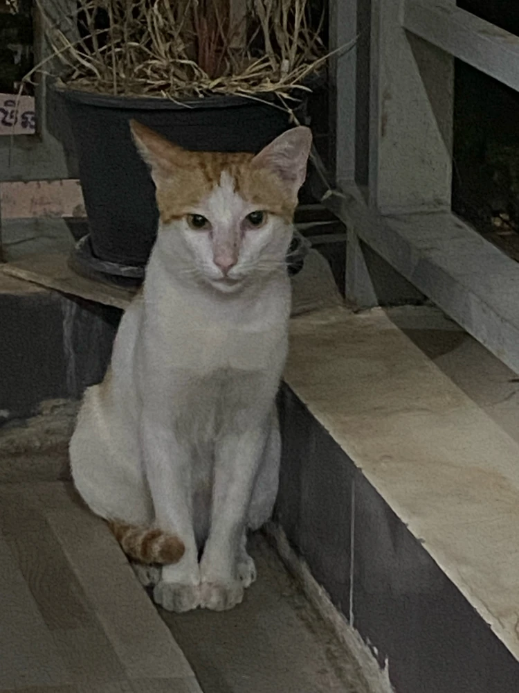 GIF e kentsoeng ke Yiqing