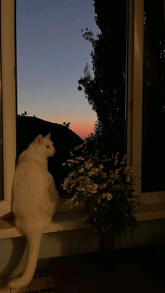 GIF ji aliyê Anas ve hatiye barkirin