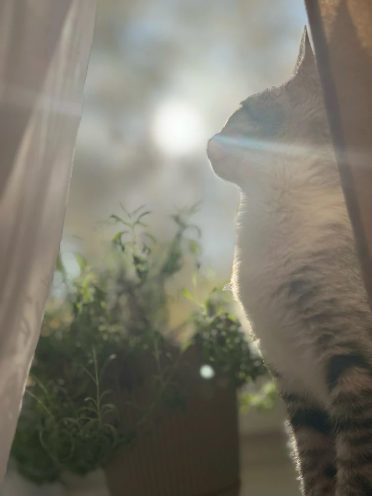 GIF ארויפגעלאדן דורך Meri