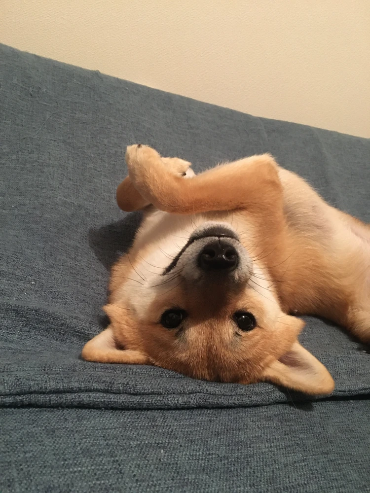 Angelo(e)k igotako irudia