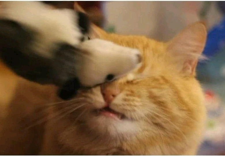 GIF tí Alexis gbé sókè