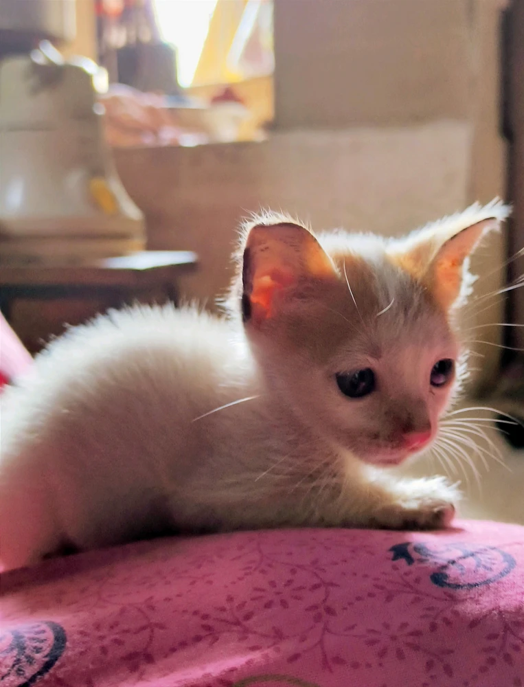 GIF uploaded by Amey