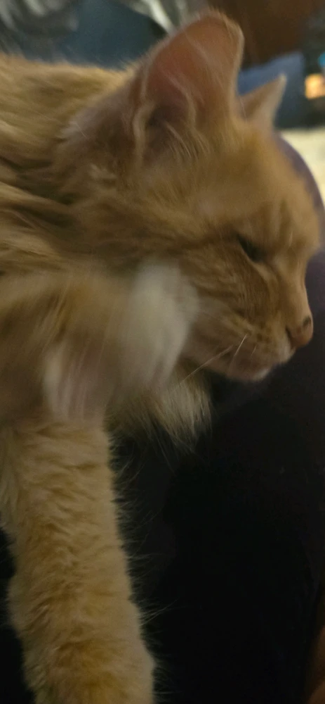 Cat moving to stick paw out 