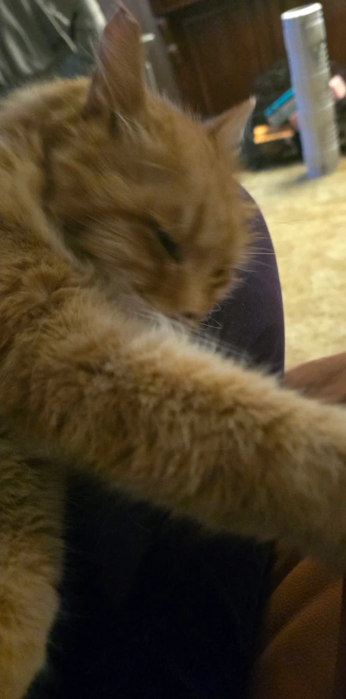 Cat goes into a strech 