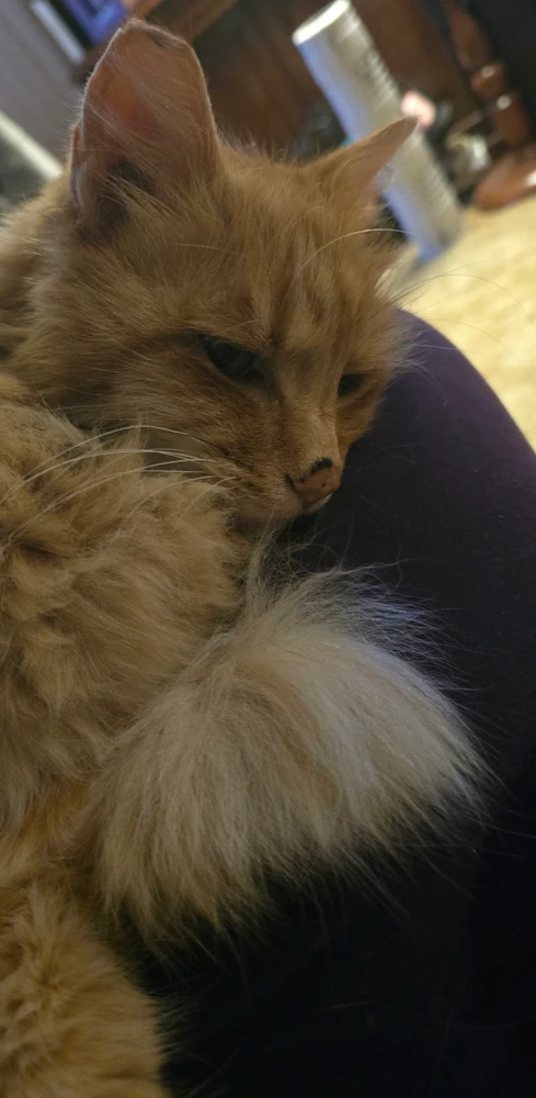 Cat is just awake looking towards the camera 