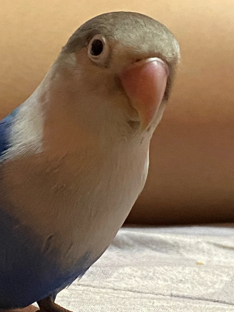 GIF įkėlė Drea