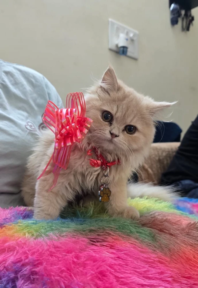 Anubhab يۈكلىگەن GIF