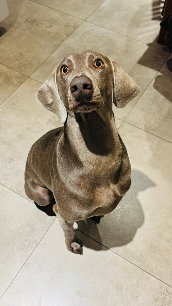 Gaby йөкләгән GIF