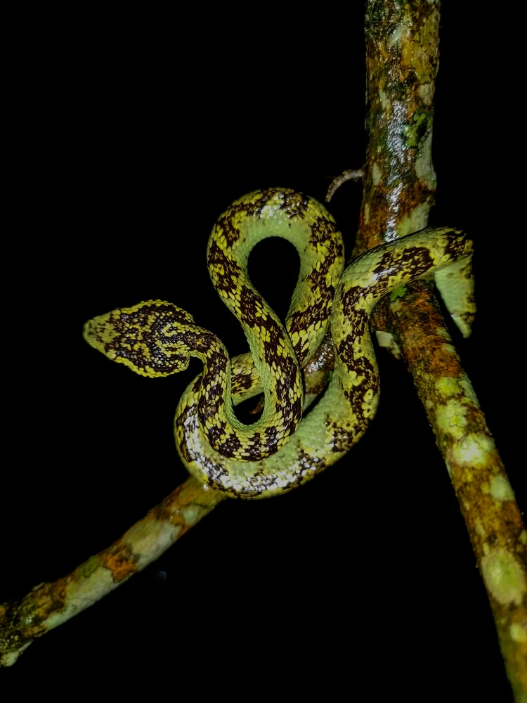 Malabar Pit Viper