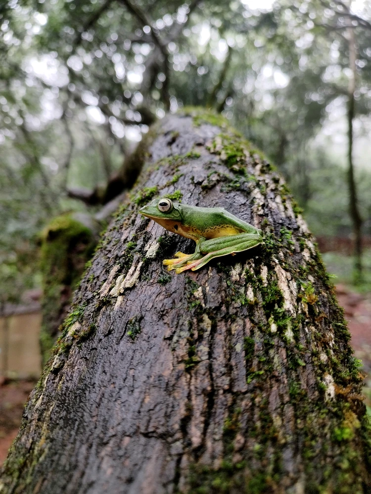 Malabar Gliding Frog