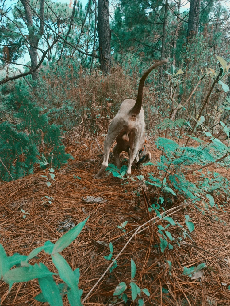 Mg 上傳的 GIF