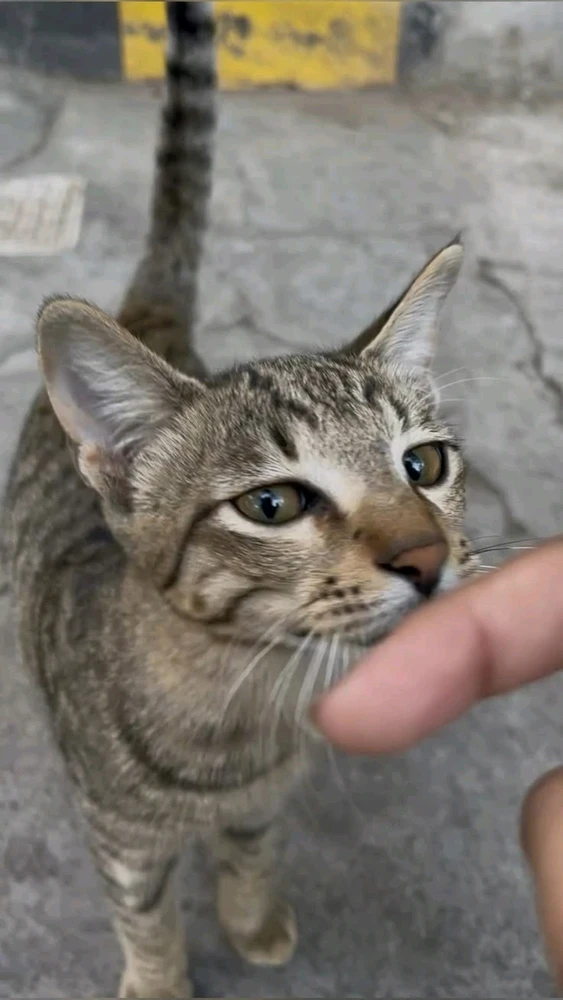 Kucing / cat