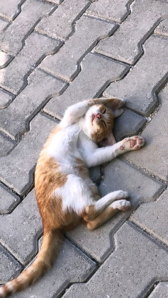 Kucing/cat