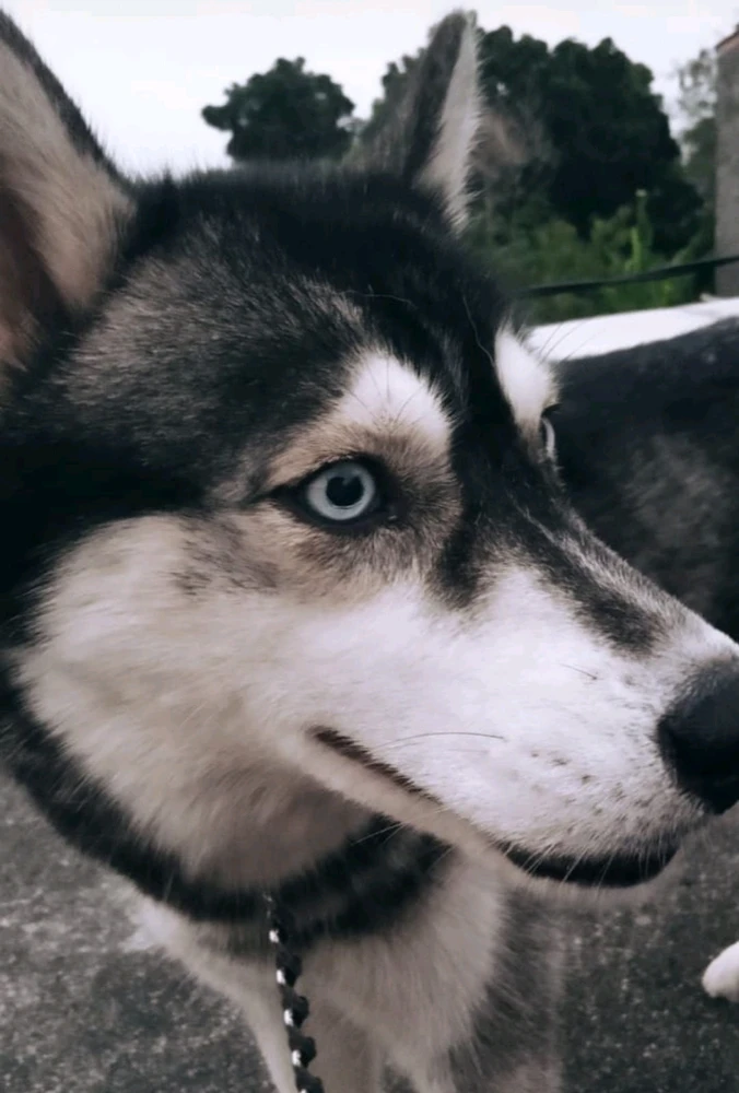 Dog / anjing