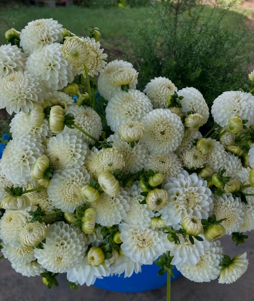 Εικόνα από Cathy