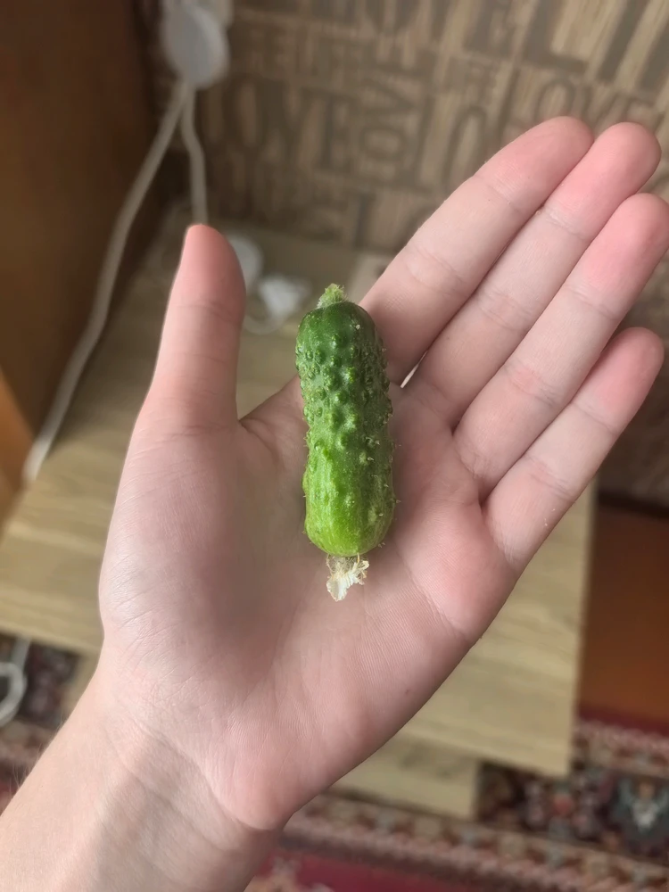 Rose 上傳的 GIF