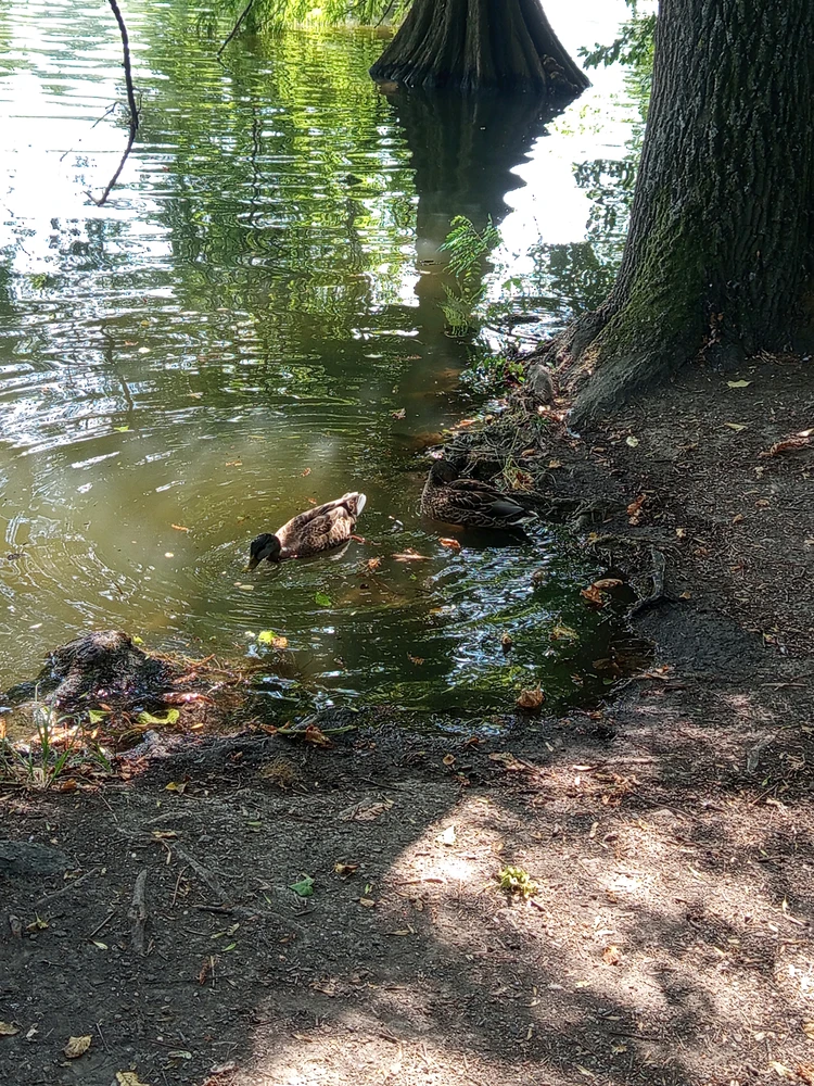 Duab xa los ntawm Szilvi
