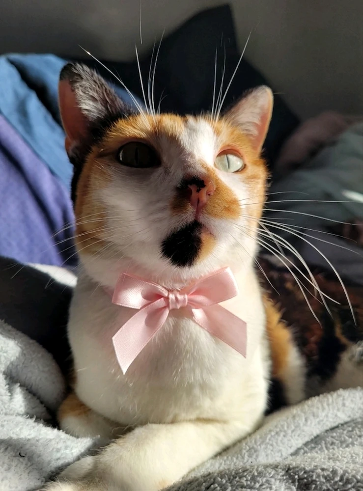 GIF augšupielādēja Lari